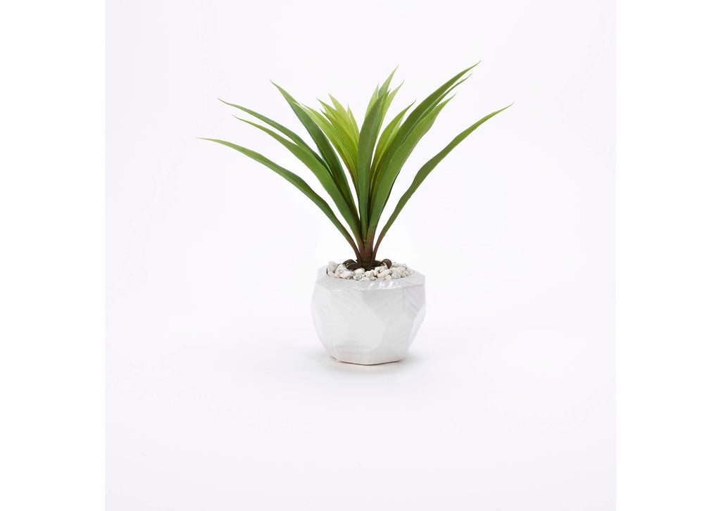 199023 Green Lily Grass in White Ceramic Bowl