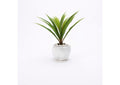 199023 Green Lily Grass in White Ceramic Bowl