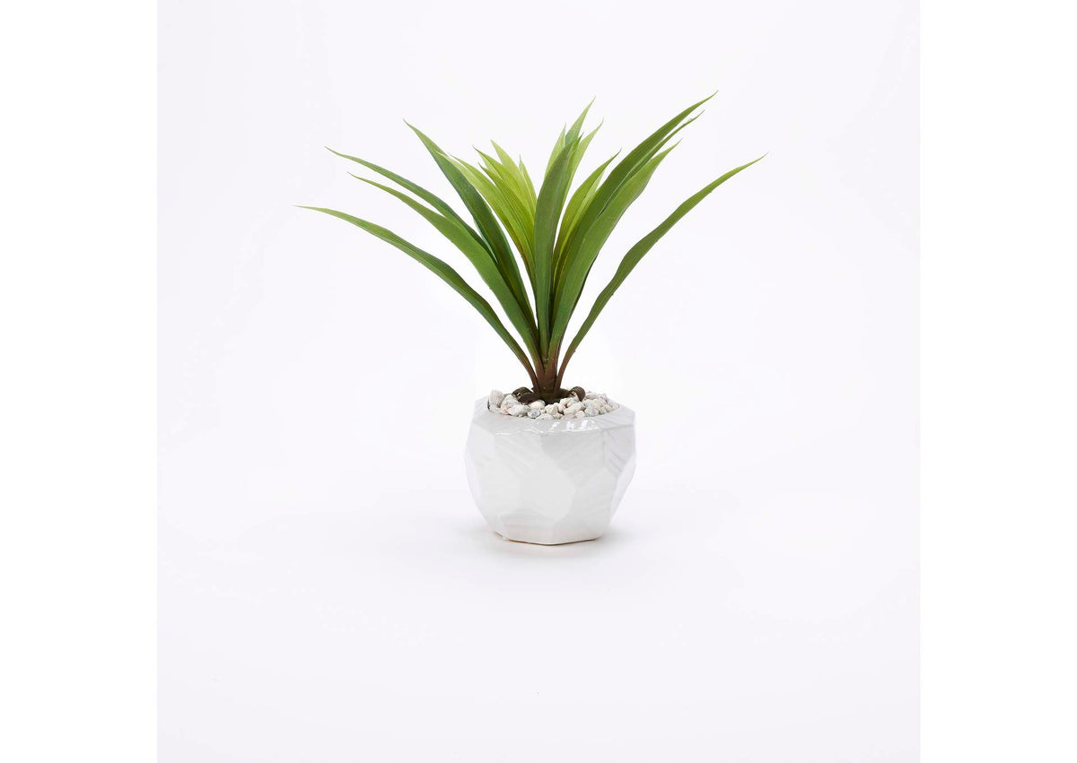199023 Green Lily Grass in White Ceramic Bowl