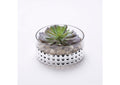 199036 Frosted Green Pinwheel Succulent in Glass Bowl