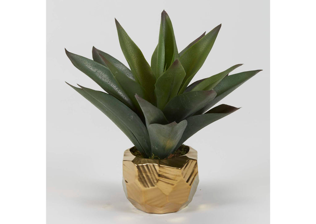 201028 Aloe Plant in Gold Ceramic Planter