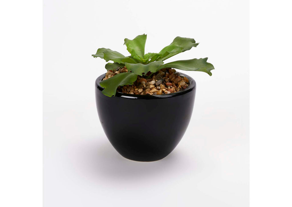 204041 Double Ruffle Echeveria in Shiny Round Black Ceramic