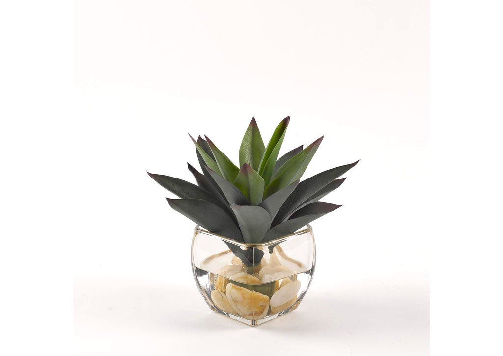 209049 Aloe Plant in Glass Cube