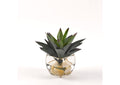 209049 Aloe Plant in Glass Cube