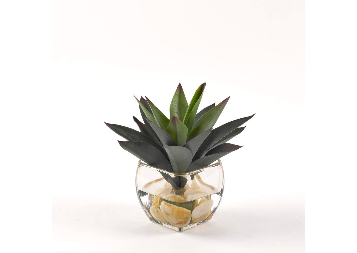 209049 Aloe Plant in Glass Cube