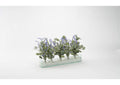 212003 Lavender and Eucalyptus in Rectangle Aquarium Glass