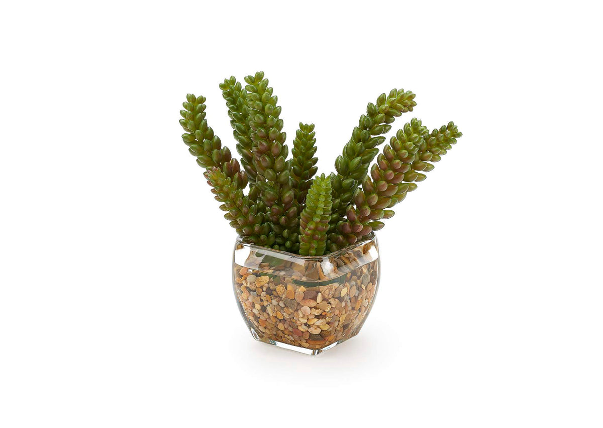 212011 Donkey Tail Succulent in Glass Cube