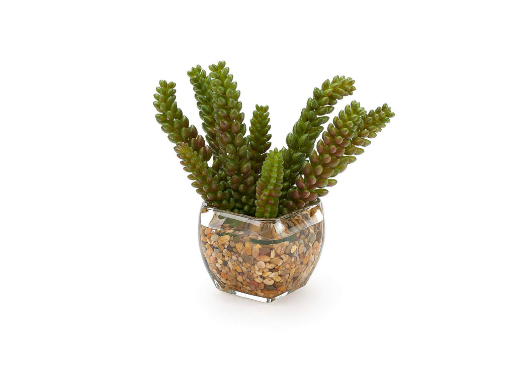 212011 Donkey Tail Succulent in Glass Cube