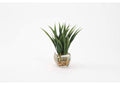 212017 Green Lily Grass in Glass Cube
