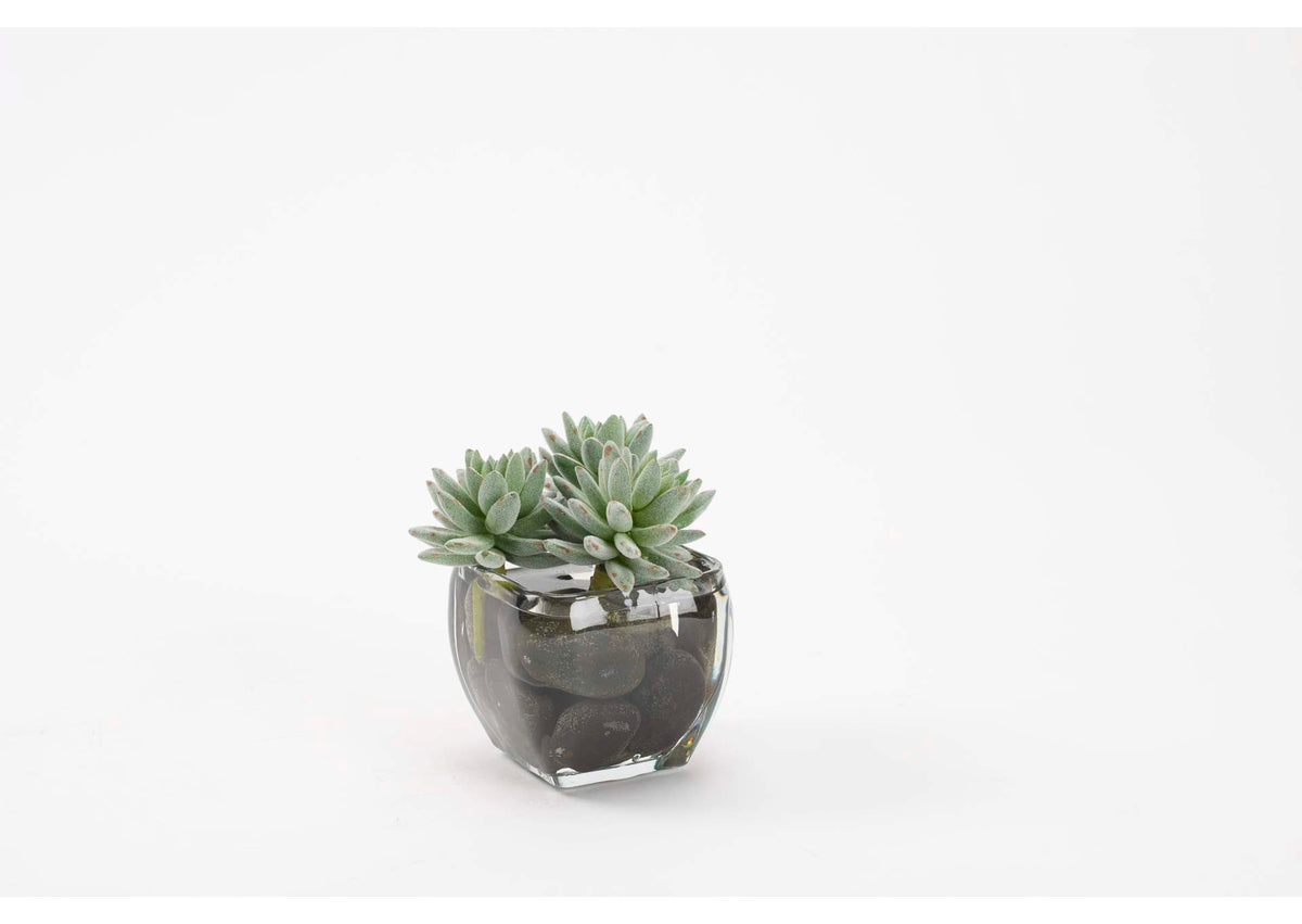 212018 Flocked Agave in Glass Cube
