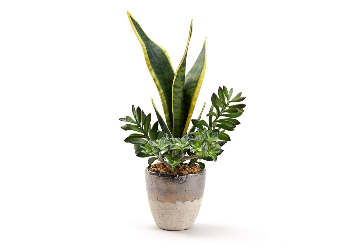 212027 Mother - in - Law'S Tongue and Jade Plant in Rustic Metallic Ceramic Planter