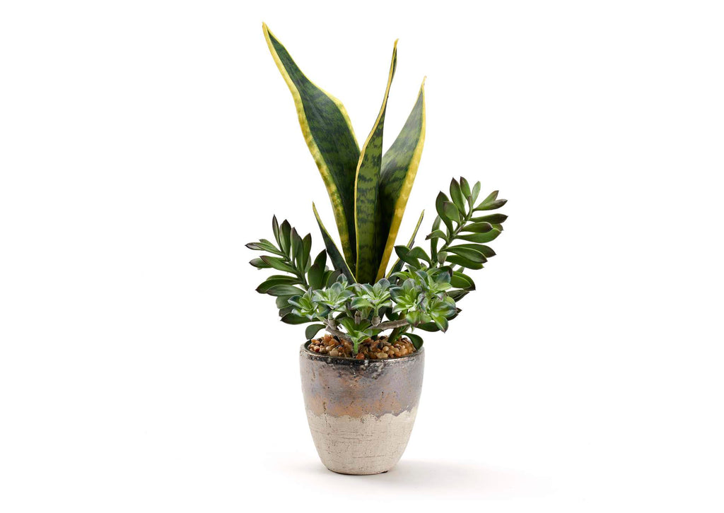 212027 Mother - in - Law'S Tongue and Jade Plant in Rustic Metallic Ceramic Planter