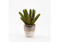 212030 Succulent in Cream - Gold Ceramic Planter