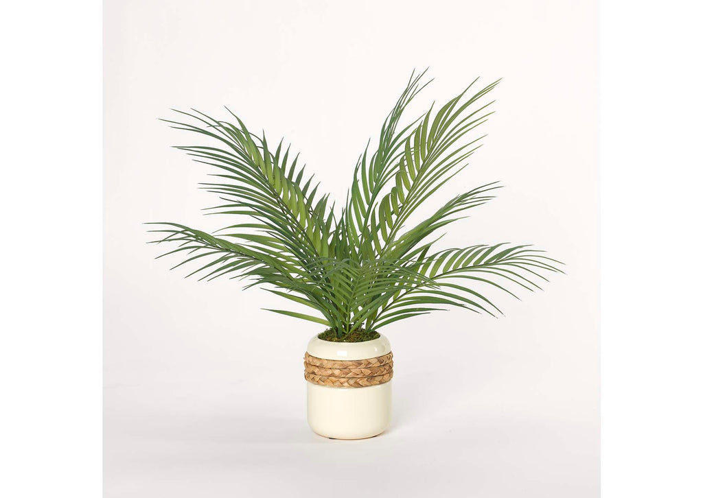 212032 Areca Palm Fronds in Cream Ceramic Planter