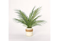 212032 Areca Palm Fronds in Cream Ceramic Planter