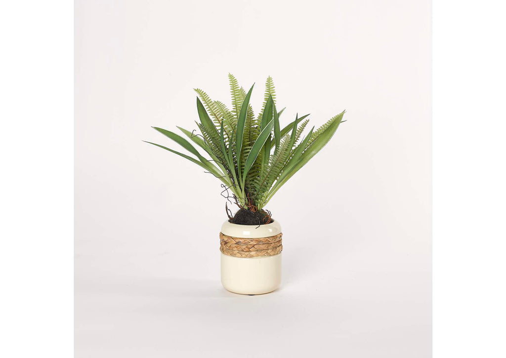 212036 Medium Fern in Cream Ceramic Planter