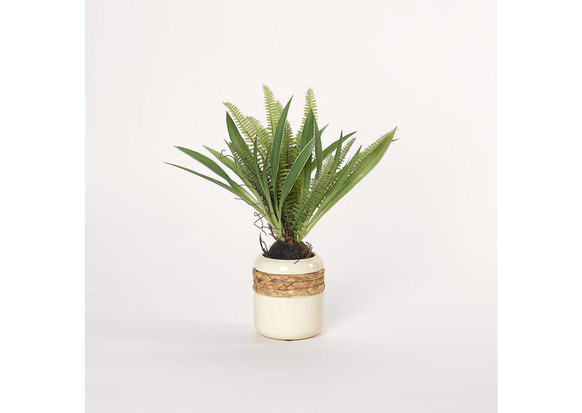 212036 Medium Fern in Cream Ceramic Planter