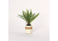 212036 Medium Fern in Cream Ceramic Planter