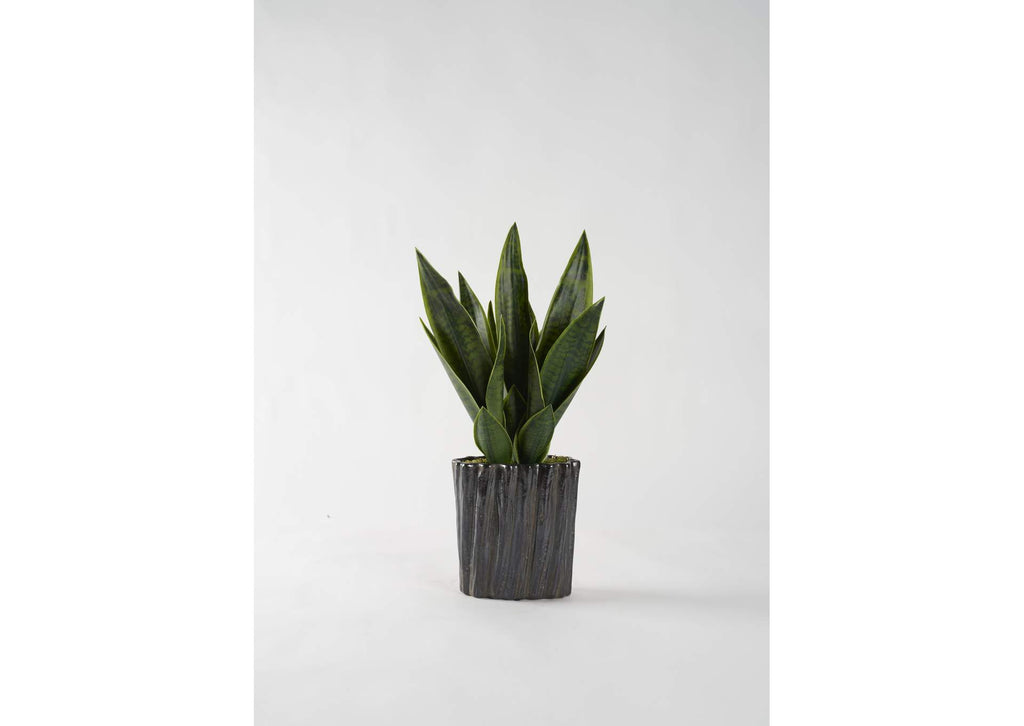 212046 Green Mother - in - Law'S Tongue in Black Oval Ripple Ceramic Planter