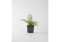 212049 Areca Palm Fronds in Black Oval Ceramic Planter
