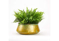 212094 Leather Fern in Round Metal Planter