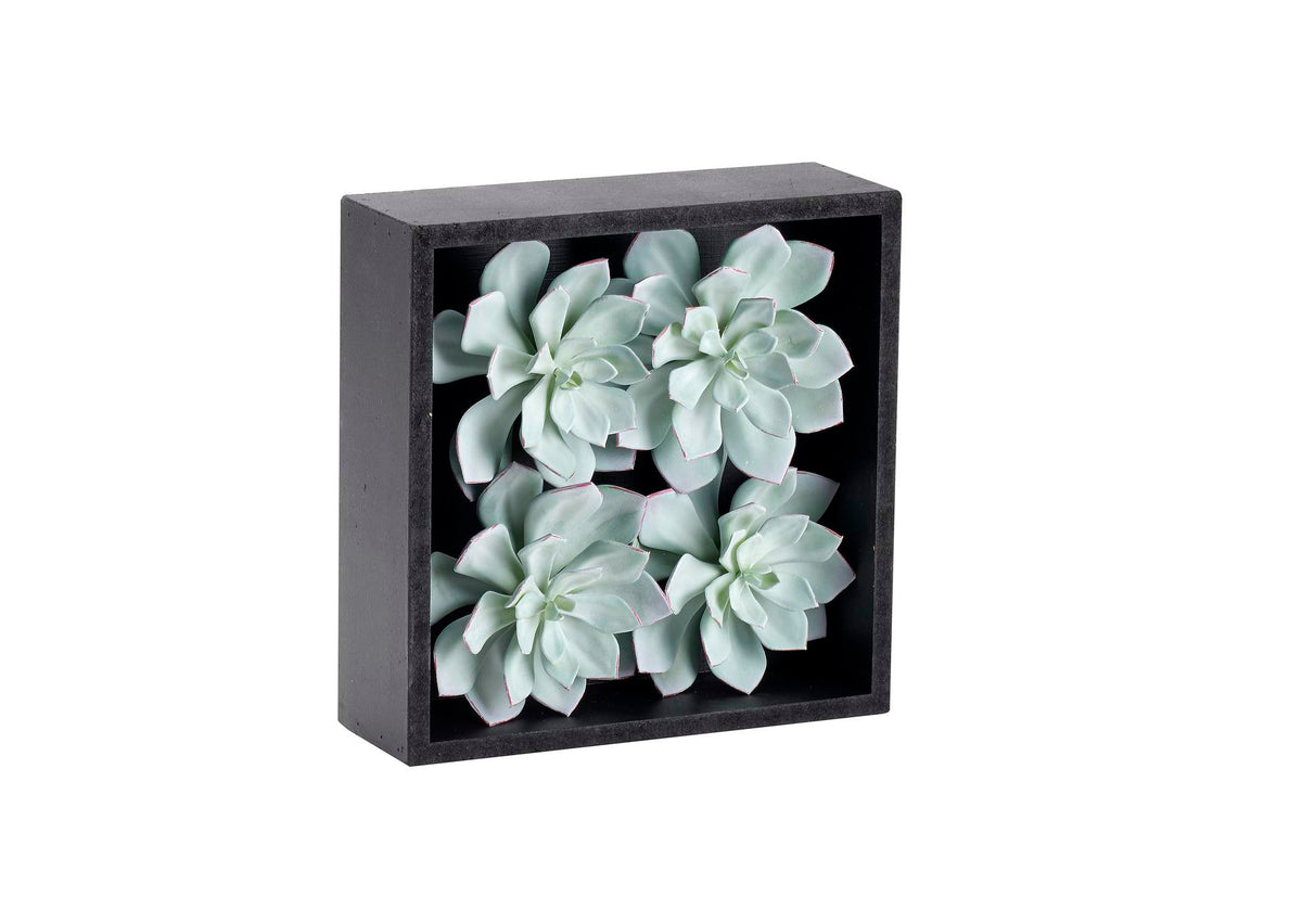 212125 Frosted Echeveria in Black Wood Square