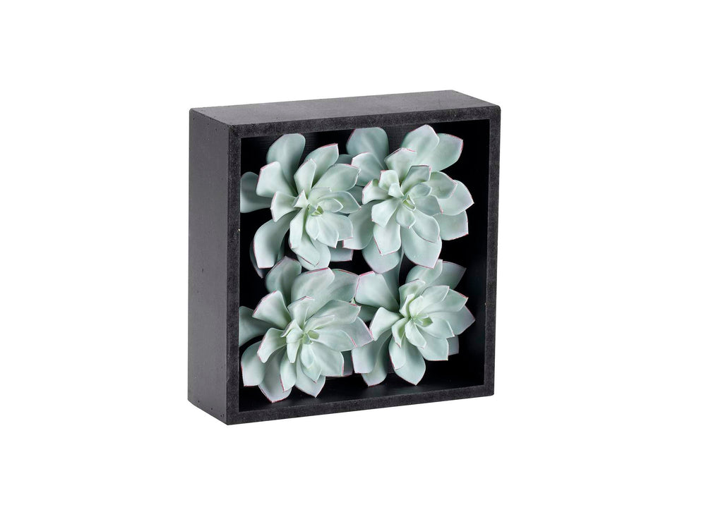 212125 Frosted Echeveria in Black Wood Square