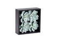 212125 Frosted Echeveria in Black Wood Square