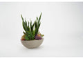 212178 Green Mother - in - Law'S Tongue With Assorted Succulents in Oval Cement Bowl