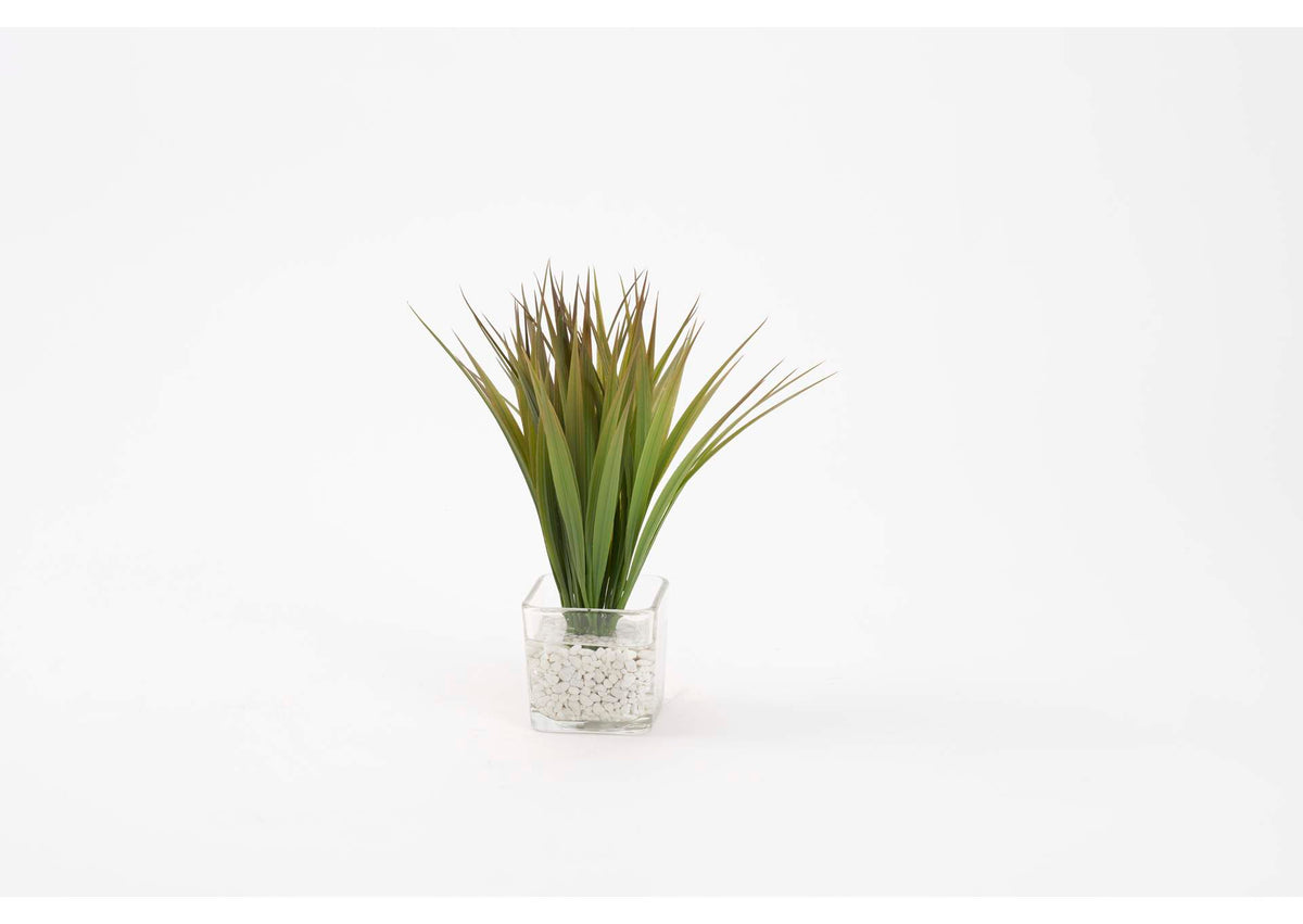 212251 Wild Grass in Glass Cube