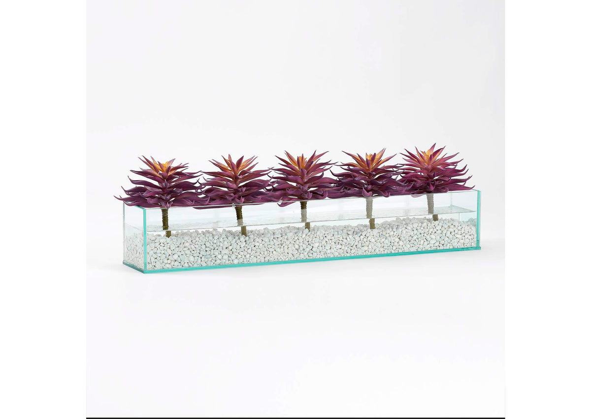 212270 Purple Stem Succulents in Rectangle Aquarium Glass