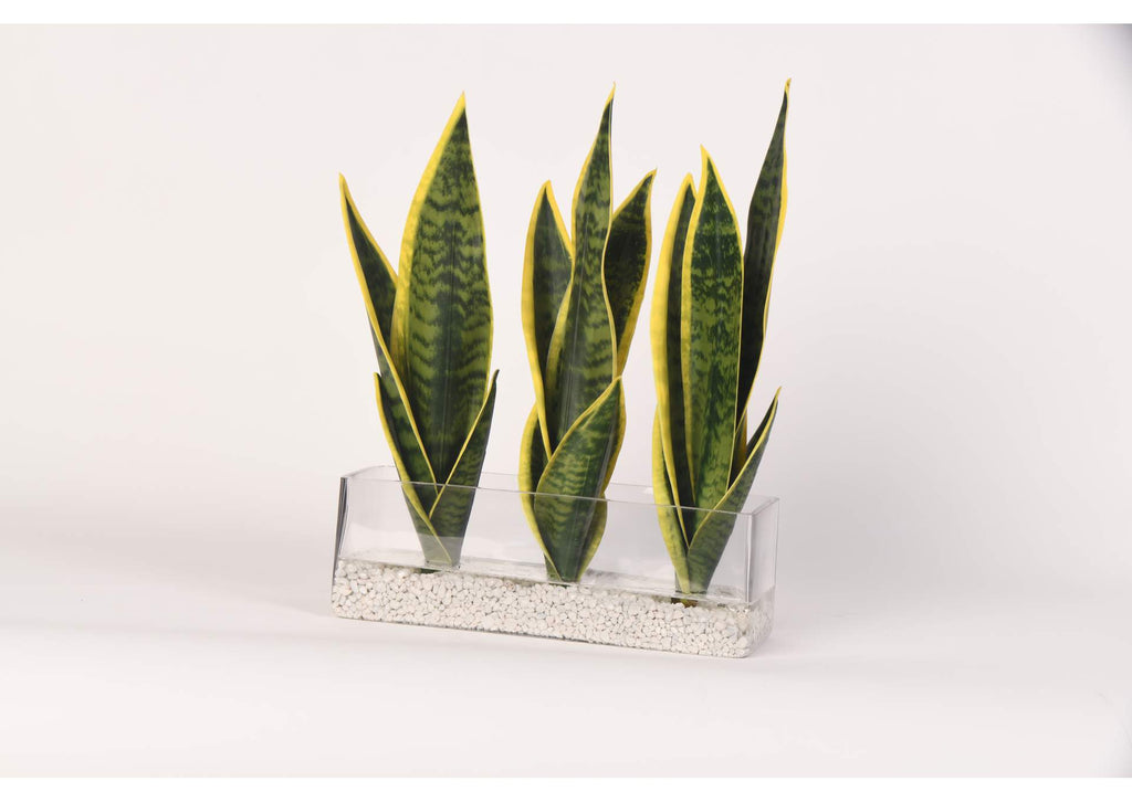 217027 Senseveria in Rectangle Glass
