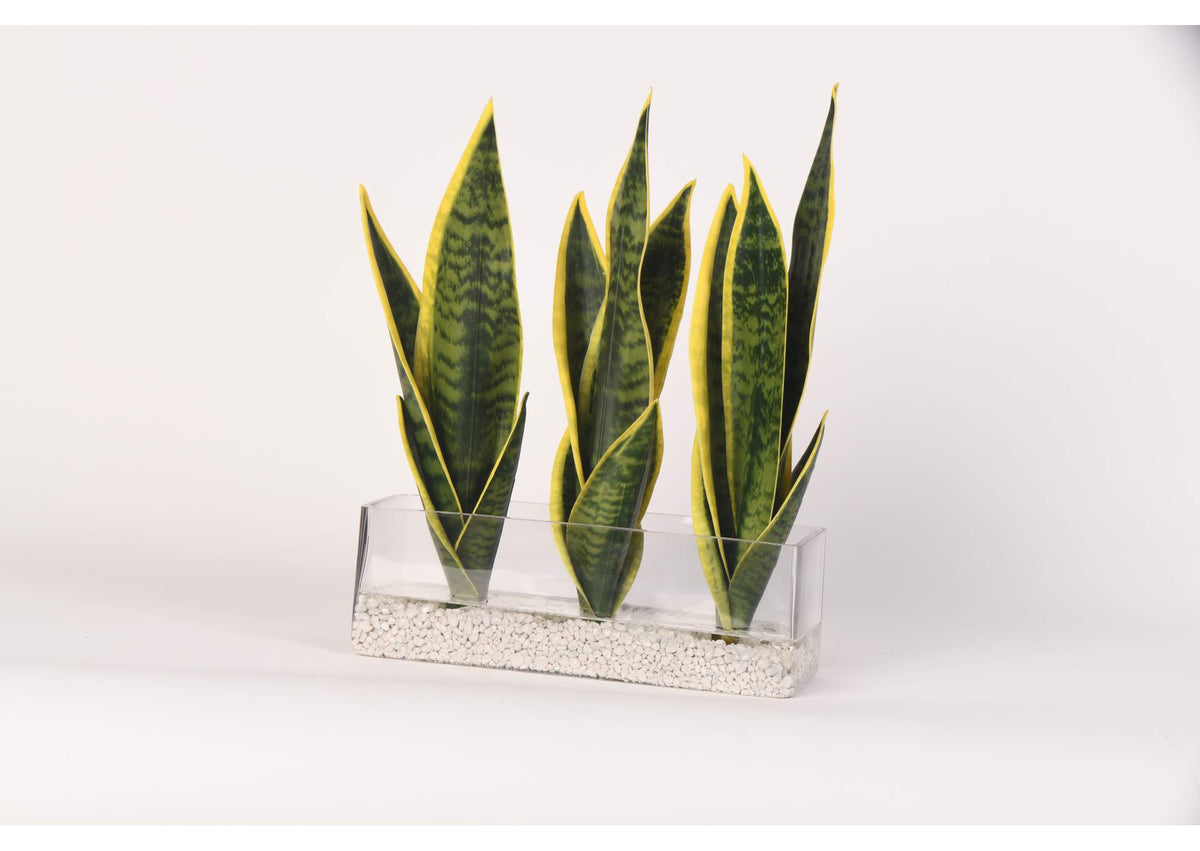 217027 Senseveria in Rectangle Glass