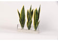 217027 Senseveria in Rectangle Glass