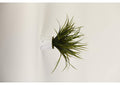 217077 Green Grass in Medium Round Marbled Ceramic Planter