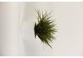 217079 Green Grass in Large Square Marbled Ceramic Planter
