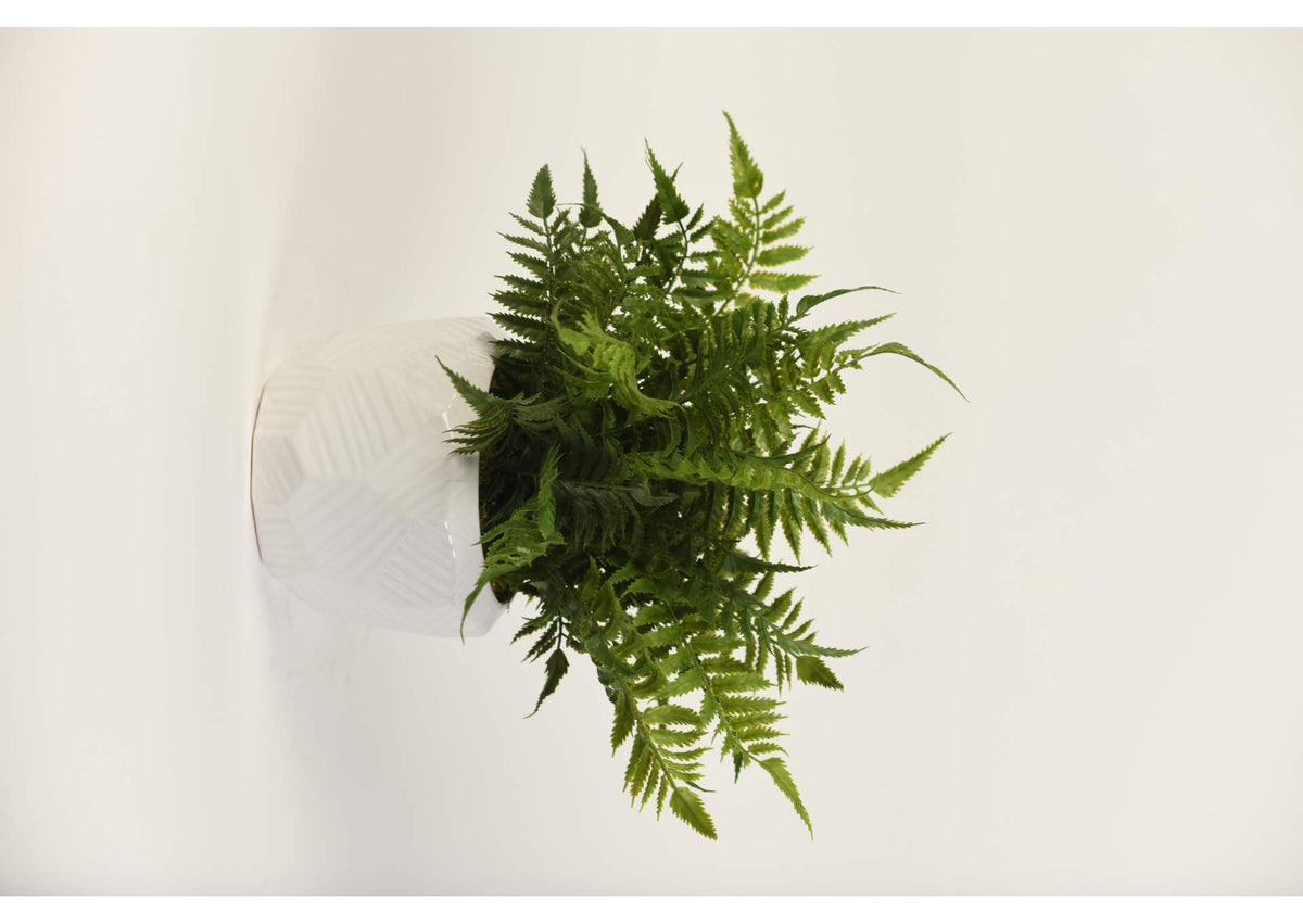 217081 Leather Fern in Large Geometric Ceramic Planter