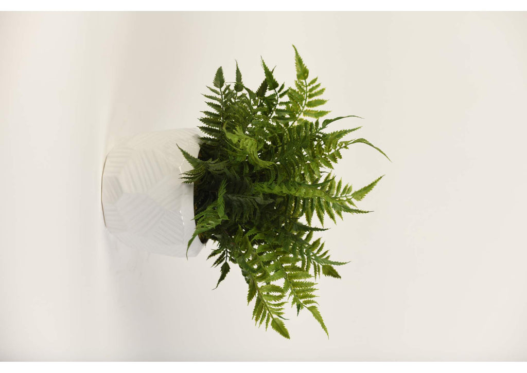 217081 Leather Fern in Large Geometric Ceramic Planter