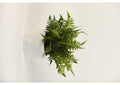 217081 Leather Fern in Large Geometric Ceramic Planter