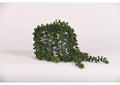 219008 Sedum Spray in Round White Ceramic Planter
