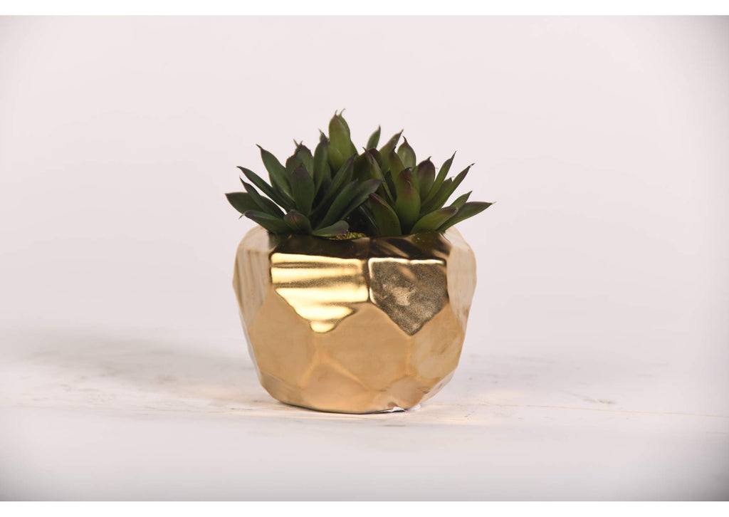 219010 Echeveria in Gold Geometric Planter