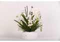 219016 Cream Vanda Orchids With Heather Fern in Marble Ceramic Bowl