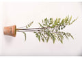 21PV320 60" Fern Tree in Terra Cotta Planter
