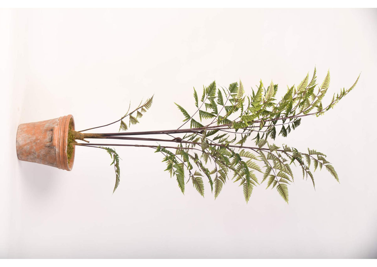 21PV320 60" Fern Tree in Terra Cotta Planter