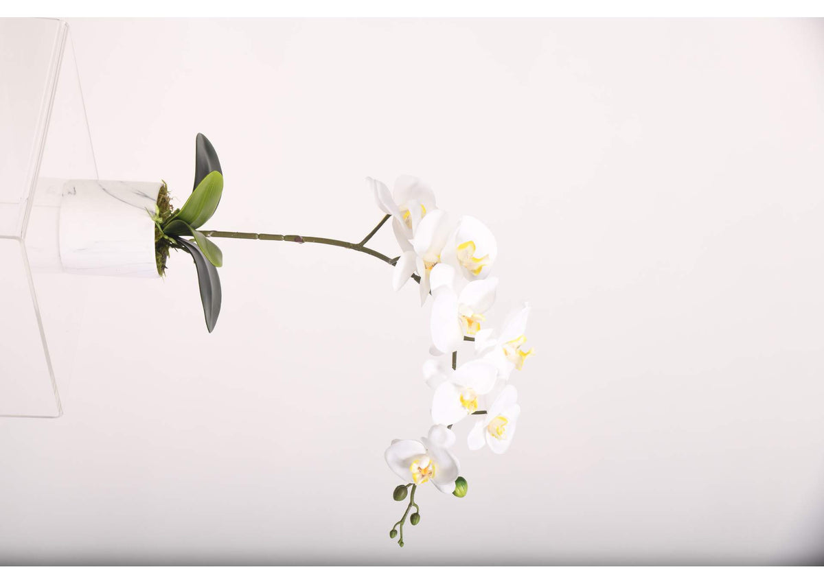 221001 White Phael Orchid in Marble Ceramic Cylinder