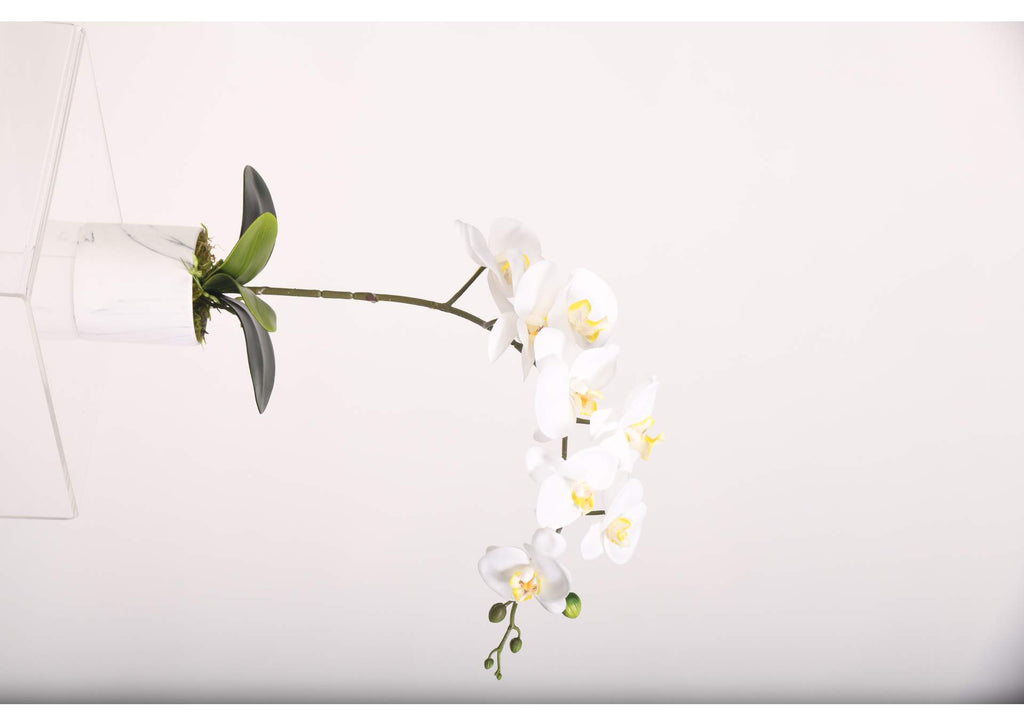 221001 White Phael Orchid in Marble Ceramic Cylinder