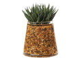 223004 Aloe Plants in Glass Vase