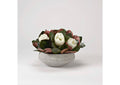 224007 Magnolia Blooms and Leaves in Concrete Bowl