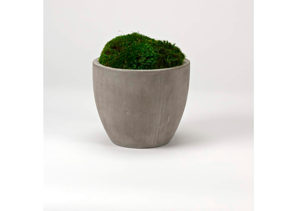 224015 Preserved Mood Moss in Small Cement Planter