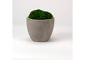 224015 Preserved Mood Moss in Small Cement Planter